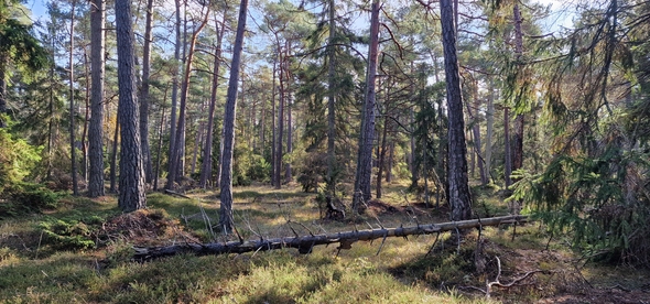 Vy in i gammal tallskog
