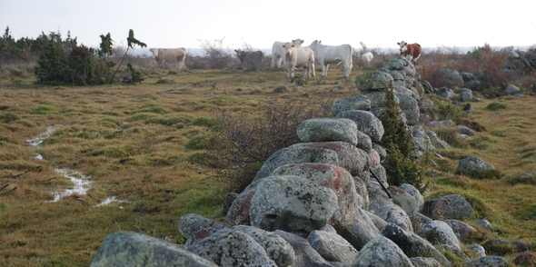 Stenmur i hage med vita kor