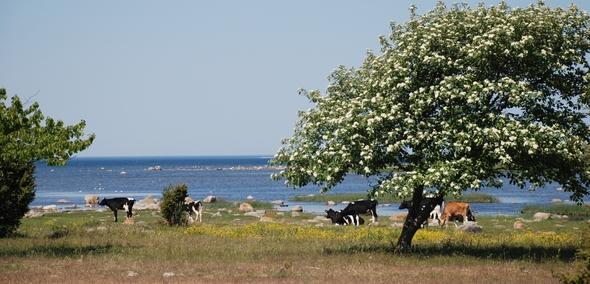 Vy över hage med betande kor och blommande träd. Havet i bakgrunden