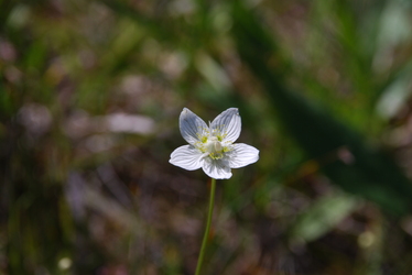 Vit blomma Vit blomma