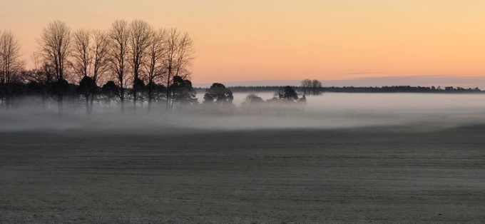 Ett foto av ett fält i dimma. På fältet syns träd och i bakgrunden syns en orange himmel. 
