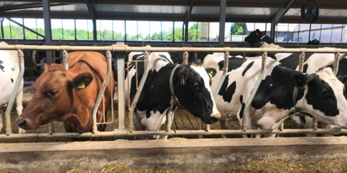 Kor i ladugård vid foderbord. En brun och flera svartvita kor