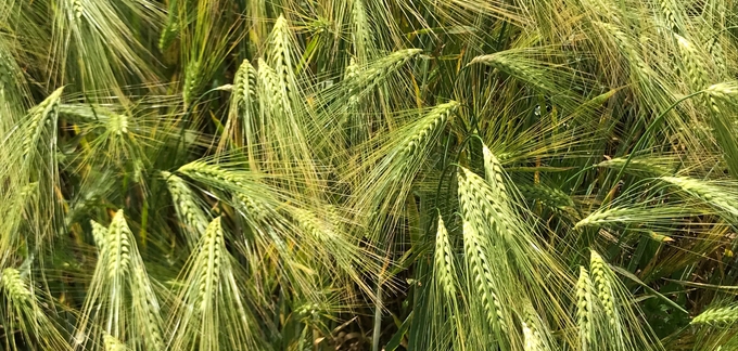 Närbild på spannmål i fält