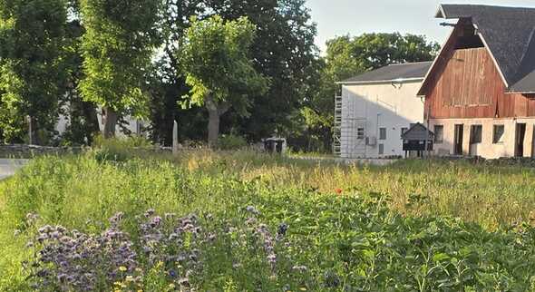Foto av en äng med blommor. I bakgrunden syns en röd lada. 