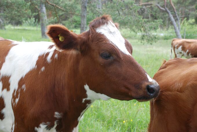 En ljusbrun och vit kviga som står och halvsover ute i en betesmark