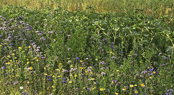 Blomstrande åkerkant