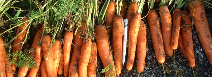 En rad med nyskördade morötter i närbild