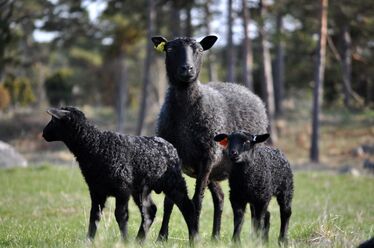 En tacka med två lammungar. Gråa.