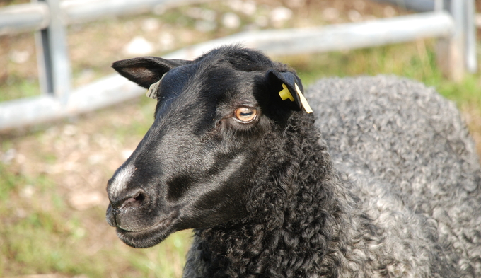 Ett grått vuxet får i närbild