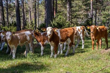 Ett gäng ljusbruna och vita kalvar i skogsbete