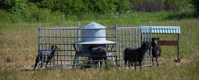 Lammungar vid en så kallad lammkammare ute i en beteshage