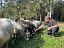 Man matar får i en solig hage. Man matar får i en solig hage.