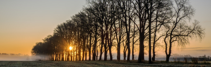 Soluppgång bakom trädallé med dimma över fält.
