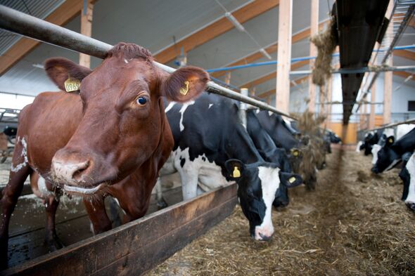 Kor som äter hö i en ladugård.