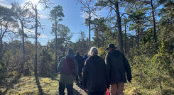 Grupp människor som vandrar i en solig skog. Grupp människor som vandrar i en solig skog.