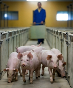 Man står i bakgrunden medan ett flertal grisar närmar sig i en stallgång. Man står i bakgrunden medan ett flertal grisar närmar sig i en stallgång.