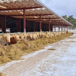 Öppet stall med kor.