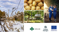 Bildmontage, natur i snö, potatis, träd och lantbrukare.