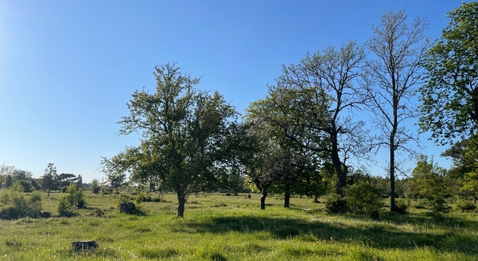 Träd på gräsmark.