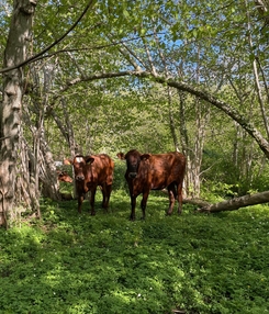 Kor bland hasselbuskar.