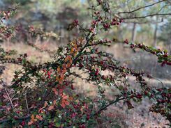 Buske med röda bär.