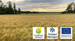 Åkermark med någon form av säd.