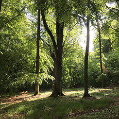 bokskog med vårgrön skir grönska