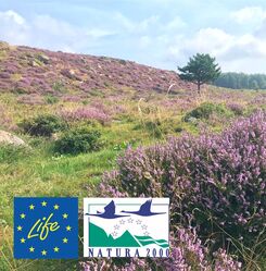 Ljungtuva i Lya ljunghed