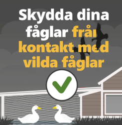 illustration fåglar under tak