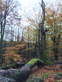 En stor bok i skogen som börjat falla isär