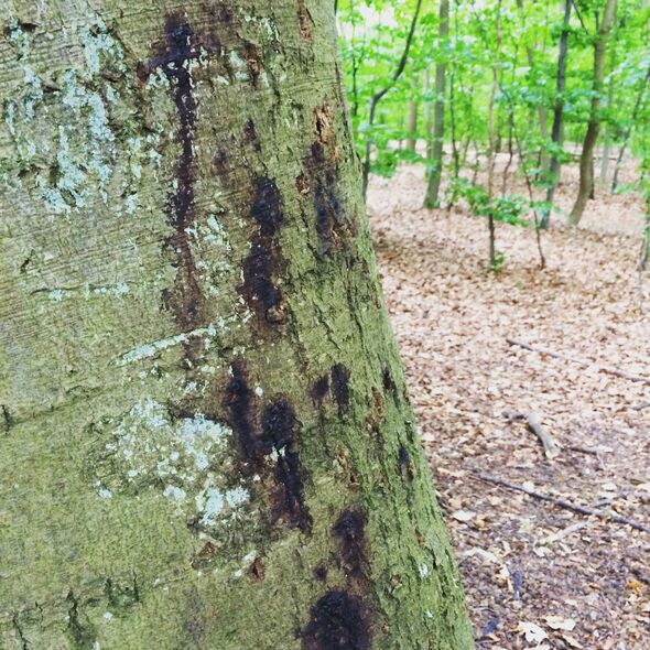 Symptom på angrepp av Phytophthora på bok