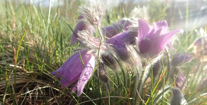 Backsippa Foto: Helena Pettersson, Länsstyrelsen Skåne